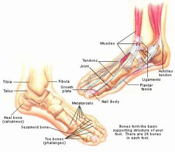 foot anatomy